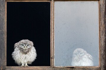 Two fledgling little owls perched in the window of a farmhouse.  