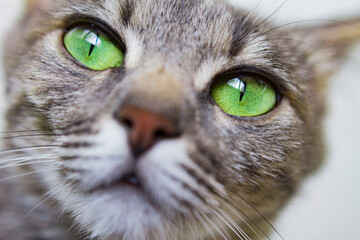 close up portrait of a cat