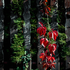 Rustic wood hedge with green plants and red autumn leaves, natural background