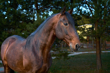 Fototapeta premium Young beautiful horse have fun on field