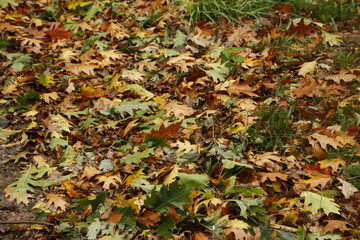Background of leaves in autumn colors