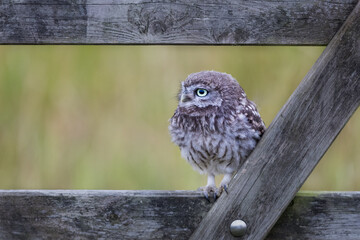 Fledgling Little Owl perched in the middle of a gate with a green background.