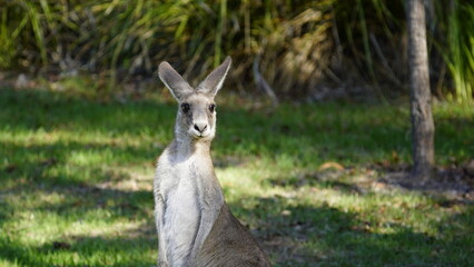 Eastern Grey kangaroo standing with ears up