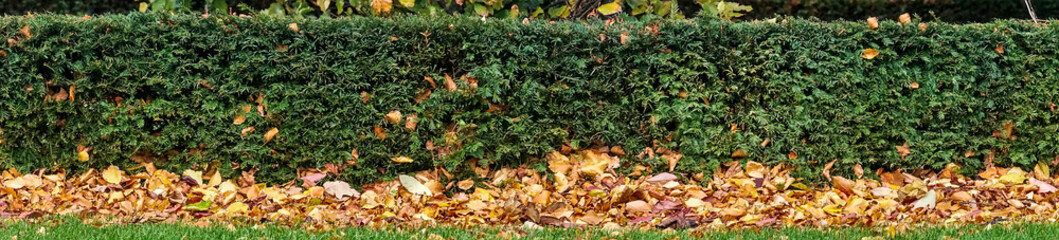 Beautiful autumn panorama of yew (Taxus baccata) hedge with fallen orange leaves on campus of University College Dublin, Ireland
