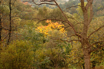 Autumn landscape close to Bilbao