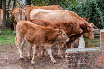 herd of cows and calves at a waterhole, Santo Domingo de Silos, Burgos province, Spain