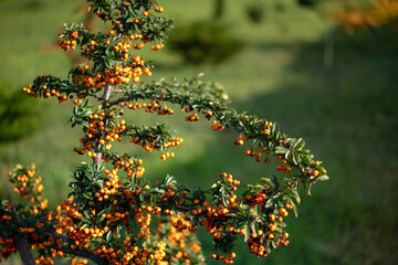 Shrub with orange ginger berries, beautiful autumn background and landscape