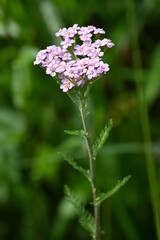 Geo-Pfad bei Achenkirch nördlich vom Guffert