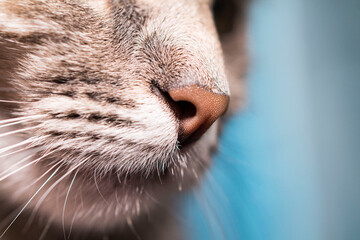 close up of a cat
