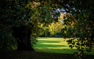 Bright beautiful autumn landscape, oak tree in a park with large branches and a green lawn