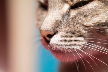 close up portrait of a cat