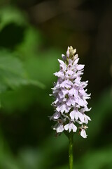 Geo-Pfad bei Achenkirch nördlich vom Guffert