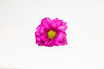 pink flower on white background