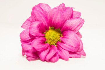 pink flower on white background