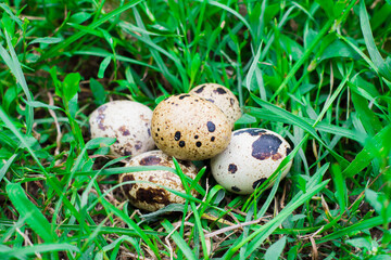 quail eggs on the grass