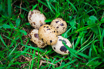 quail eggs on the grass