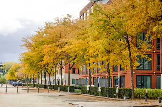 Rotterdam, The Netherlands, October 18, 2020: beautifully coloring honey locust trees on a parking next to the offices at Brainpark area