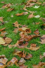 San Francisco Park - Autumn 2020