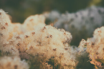 Wildflowers over Defocused Background