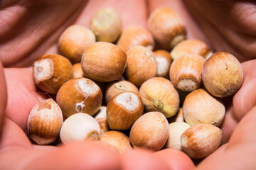 hazelnuts on a white background