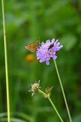 Geo-Pfad bei Achenkirch nördlich vom Guffert