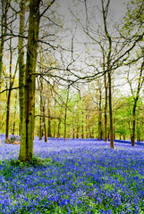 Bluebell Woods, The Spinney, Greys Court, Henley on Thames, Oxfordshire
