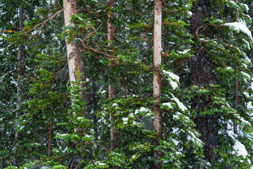 Fototapeta premium Snowing, Kepler Cascades, Yellowstone National Park, Unesco World Heritage Site, Wyoming, Usa, America