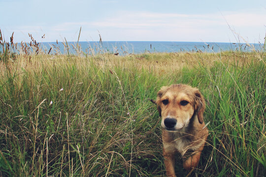 Un bonito cachorro entre hierbas. Simpático y bonito perrito entre las espigas de la hierba de un pastizal de playa en Olimp, Rumanía.