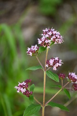 Geo-Pfad bei Achenkirch nördlich vom Guffert