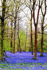 Bluebell Woods, The Spinney, Greys Court, Henley on Thames, Oxfordshire