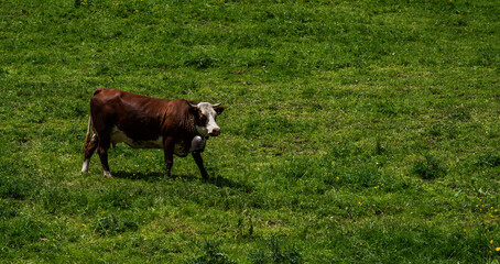 Brown mountain cows grazing on an alpine pasture in the Bernese Alps in summer. Grindelwald, Switzerland. There is a green meadow in the background and some high mountains.