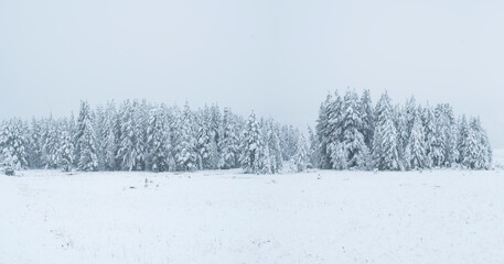 Naklejka premium Snowing, Yellowstone National Park, Unesco World Heritage Site, Wyoming, Usa, America