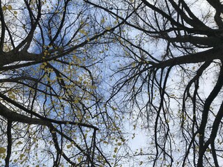 branches against blue sky