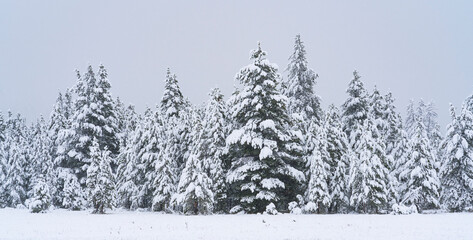 Fototapeta premium Snowing, Yellowstone National Park, Unesco World Heritage Site, Wyoming, Usa, America