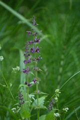 Geo-Lehrpfad bei Achenkirch