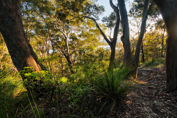 Obraz premium Sunrise on Blackwall Mountain on NSW Central Coast