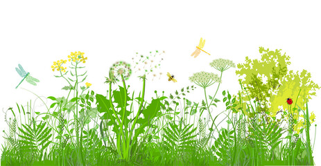 grüne Gräser, Pflanzen und Kräuter mit Insekten © scusi