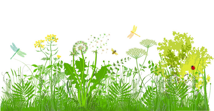 gr&uuml;ne Gr&auml;ser, Pflanzen und Kr&auml;uter mit Insekten