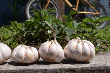 bunch of garlic on a natural background