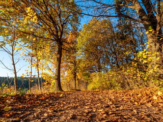 Golden Autumn Bavarian Forest walk to enjoy the golden colors