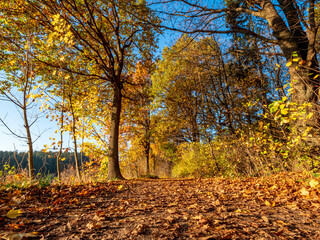 Golden Autumn Bavarian Forest walk to enjoy the golden colors