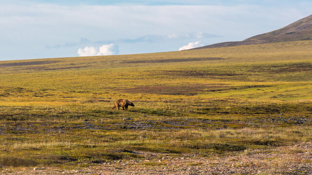 Brown bear (Ursus arctos) in the tundra in the Arctic. A brown bear walks along the slope of the hill. A wild animal in its natural habitat. Wildlife of Chukotka and Siberia. Far East of Russia.