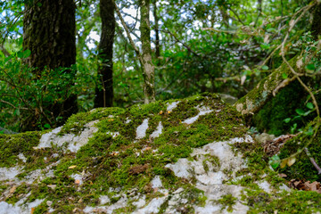 stone with moss in the forest