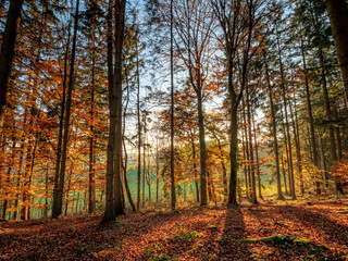 Obraz premium Golden Autumn Bavarian Forest walk to enjoy the golden colors