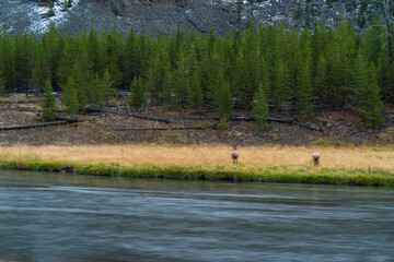 Obraz premium Elk or Wapiti (Cervus canadensis), Madison Canyon, Yellowstone National Park, Unesco World Heritage Site, Wyoming, Usa, America