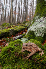 Common toad (Bufo bufo) in its habitat, a beech forest (Fagus sylvatica) at Monte Amiata, Tuscany, Italy.