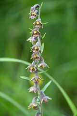 Alpen Pflanzen Wandern