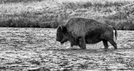 American Bison - Bisonte Americano, (Bison bison), Yellowstone National Park, Unesco World Heritage Site, Wyoming, Usa, America