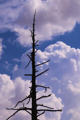 Arbre mort sur ciel bleu avec gros nuages blanc