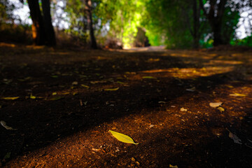 Autumn leaves in the forest